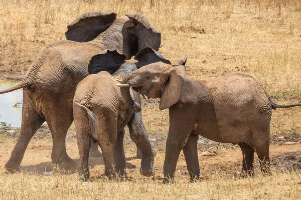 Eine Elefantenherde Kmpft Mit Wildhunden Ein Wasserloch Savanne Afrikas Landschaftsaufnahme — Stok fotoğraf