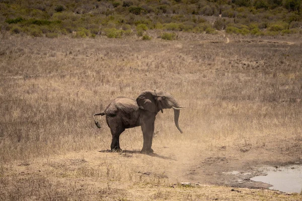 Ein Einzelner Elefant Fokus Der Savanne Von Afrika Portrt Eines — Zdjęcie stockowe