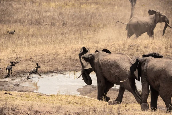Eine Elefantenherde Kmpft Mit Wildhunden Ein Wasserloch Savanne Afrikas Landschaftsaufnahme — Stok fotoğraf