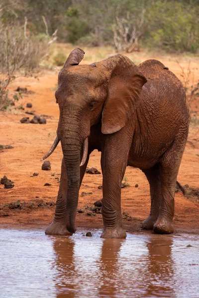 Ein Elefant Fokus Wasserloch Der Savanne Von Afrika 食客Landschaftsaufnahme中的Portrt Eines — 图库照片