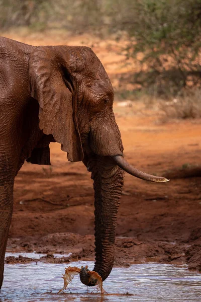 Ein Elefant Fokus Wasserloch Der Savanne Von Afrika Portrait Eines — Stockfoto