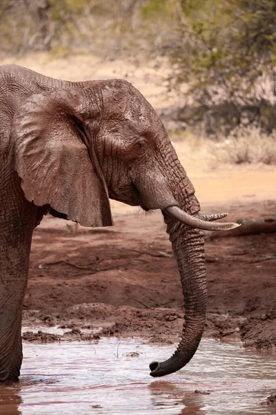 Ein Elefant Fokus Wasserloch Der Savanne Von Afrika 食客Landschaftsaufnahme中的Portrt Eines — 图库照片