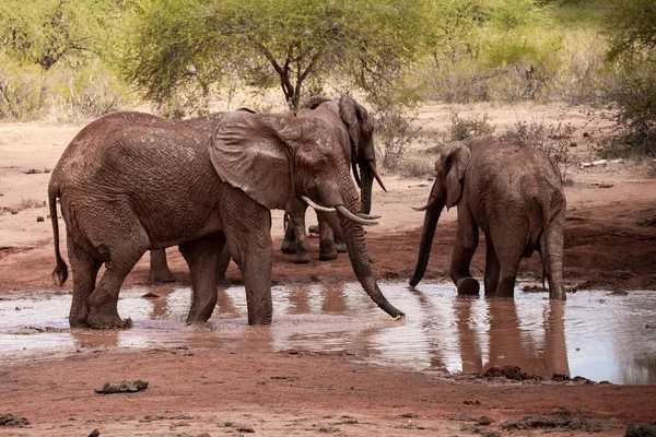 Eine Elefantenherde Fokus Wasserloch Der Savanne Afrikas Portrt Einer Elefantenherde — Stockfoto