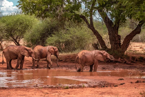 Eine Elefantenherde im Fokus am Wasserloch in der Savanne Afrikas. Portrt einer Elefantenherde mit vielen Jungtieren und einem Kalb in einer Landschaftsaufnahme. Safari im Tsavo-Nationalpark, Kenya