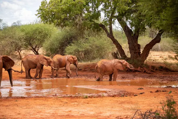 stock image Eine Elefantenherde im Fokus am Wasserloch in der Savanne Afrikas. Portrt einer Elefantenherde mit vielen Jungtieren und einem Kalb in einer Landschaftsaufnahme. Safari im Tsavo-Nationalpark, Kenia