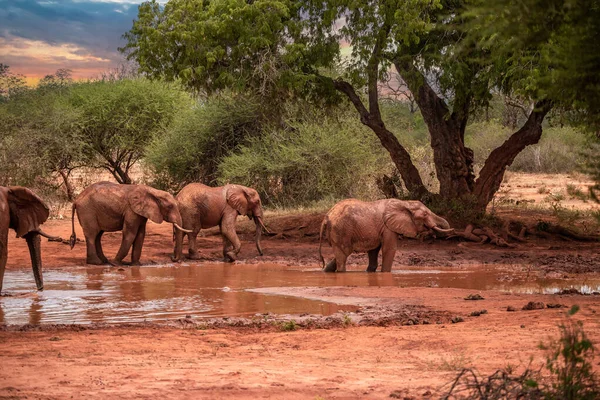 Eine Elefantenherde im Fokus am Wasserloch in der Savanne Afrikas. Portrt einer Elefantenherde mit vielen Jungtieren und einem Kalb in einer Landschaftsaufnahme. Safari im Tsavo-Nationalpark, Kenya