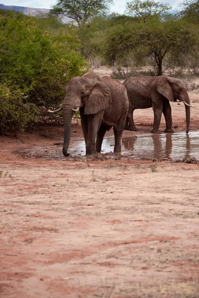 Eine Elefantenherde Fokus Wasserloch Der Savanne Afrikas Portrt Einer Elefantenherde — Fotografia de Stock