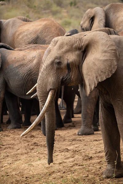 Ein Elefant Einer Elefantenherde Fokus Savanne Afrikas Portrt Eines Elefanten — Stockfoto