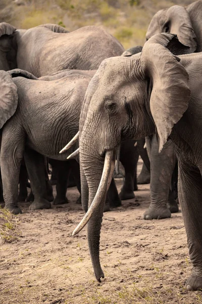 Einer Elefantenherde Fokus Taki Ein Elefant Savanne Afrikas Portrt Eines — Stok fotoğraf
