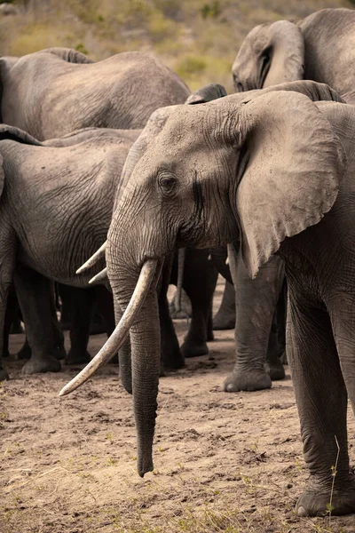 Ein Elefant Einer Elefantenherde Fokus Morre Savanne Afrikas Portrt Eines — Fotografia de Stock