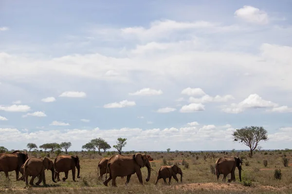 Eine Elefantenherde Fokus Der Savanne Afrikas Portrt Einiger Elefanten Στο — Φωτογραφία Αρχείου