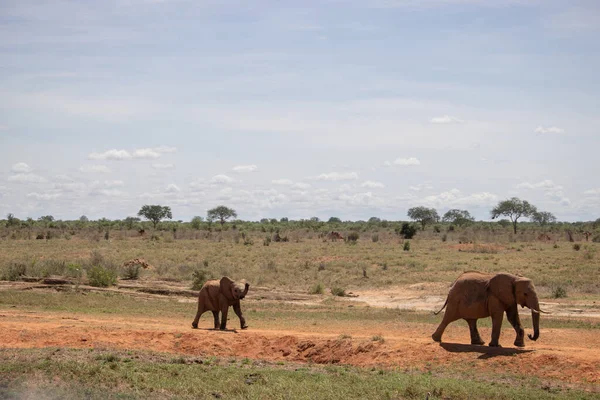 아프리칸스어를 사용하는 이들의 이름은 Elfanten Landschaftsaufnahme Safari Tsavo Nationalpark Kenia — 스톡 사진