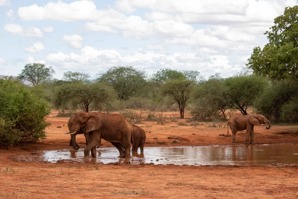 Eine Elefantenherde im Fokus am Wasserloch in der Savanne Afrikas. Portrt einer Elefantenherde mit vielen Jungtieren und einem Kalb in einer Landschaftsaufnahme. Safari im Tsavo-Nationalpark, Kenya