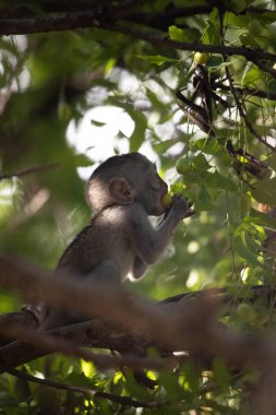 Ağaçtaki küçük maymun meyve arıyor. Ağaçta oturan küçük sevimli hayvan, maymunlar, Mombasa, Kenya Afrika