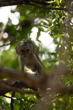Ağaçtaki küçük maymun meyve arıyor. Ağaçta oturan küçük sevimli hayvan, maymunlar, Mombasa, Kenya Afrika