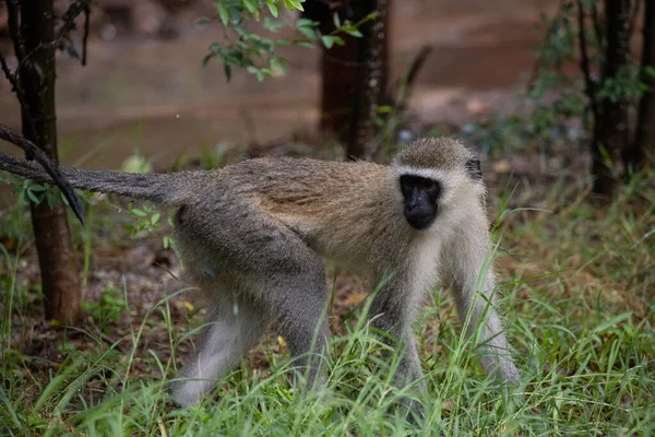 Ξεδιάντροπη Συμμορία Πιθήκων Ξενοδοχείο Στην Κένια Μονμπάσα Αρχαίοι Πίθηκοι Του — Φωτογραφία Αρχείου