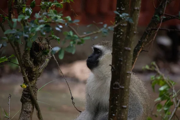 Shameless Gang Monkeys Hotel Kenya Monbasa Ancient Monkeys World Dry — Stock Photo, Image