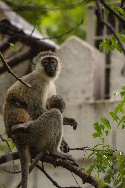 Szégyentelen Majmok Egy Kenyai Hotelben Világ Ősi Majmai Chlorocebus Nemhez — Stock Fotó