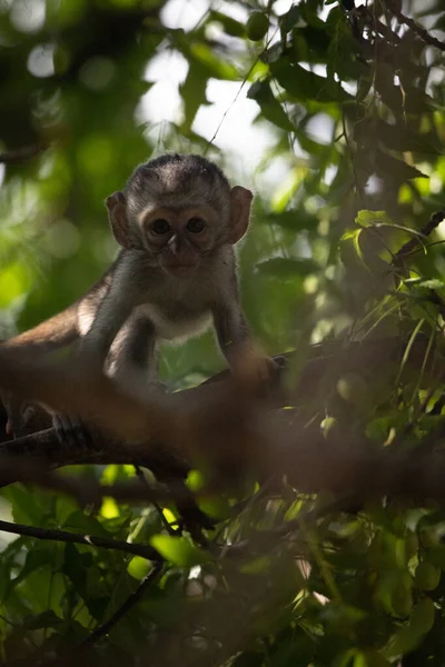 Ağaçtaki Küçük Maymun Meyve Arıyor Ağaçta Oturan Küçük Sevimli Hayvan — Stok fotoğraf