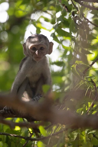Ağaçtaki Küçük Maymun Meyve Arıyor Ağaçta Oturan Küçük Sevimli Hayvan — Stok fotoğraf