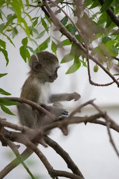 Little Monkey Tree Looking Fruit Small Cute Animal Sitting Tree — Stock Photo, Image