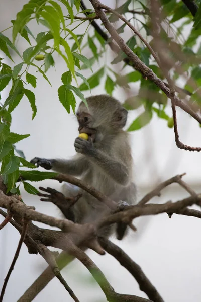 在肯亚蒙巴萨的旅馆里一群无耻的猴子 世界上古老的猴子 绿猴子属的干猴 凶猛的猴子 在雨天带着婴儿离开旅馆 — 图库照片