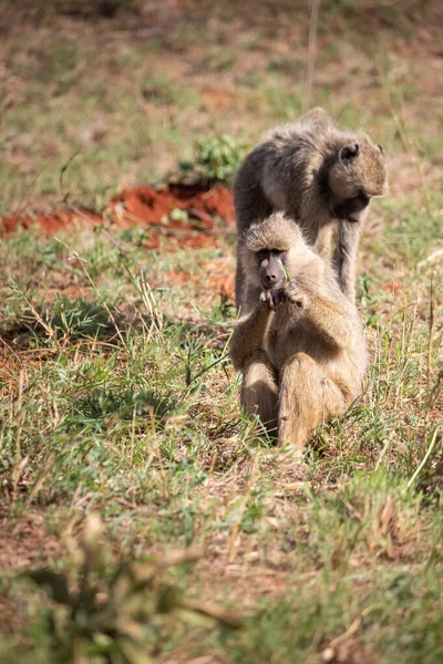 Vergognosa Banda Scimmie Hotel Kenya Monbasa Antiche Scimmie Del Mondo — Foto Stock