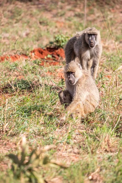 Pandilla Monos Desvergonzados Hotel Kenya Monbasa Monos Antiguos Del Mundo — Foto de Stock