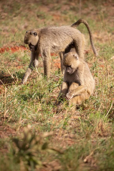 Pandilla Monos Desvergonzados Hotel Kenya Monbasa Monos Antiguos Del Mundo — Foto de Stock