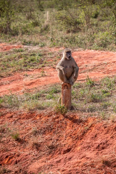 Schamlose Affenbande Einem Hotel Kenia Monbasa Uralte Affen Der Welt — Stockfoto