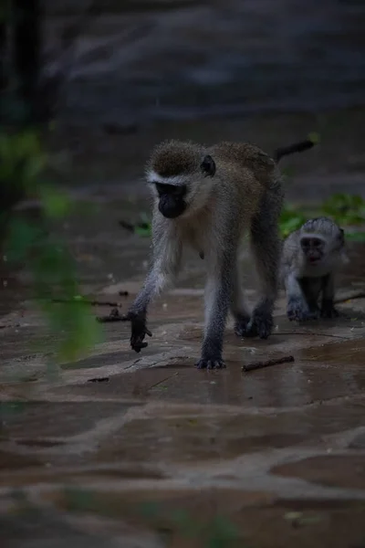 Bando Macacos Sem Vergonha Num Hotel Kenya Monbasa Macacos Antigos — Fotografia de Stock