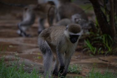 Kenya Monbasa 'daki oteldeki utanmaz maymun çetesi. Dünyanın antik maymunları, Chlorocebus cinsinin kuru maymunları, vervete maymunları, yağmurlu bir günde otelden ayrılan bebekler..