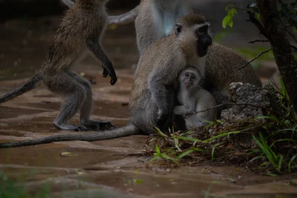 Schamlose Bande Von Affen Hotel Kenya Monbasa Alte Affen Der — Stock Photo, Image