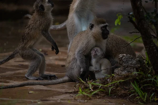 Schamlose Bande Von Affen Hotel Kenya Monbasa Alte Affen Der — Photo