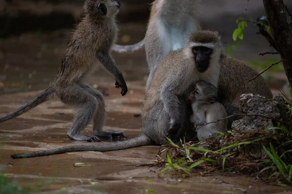 Schamlose Bande Von Affen Hotel Kenya Monbasa Alte Affen Der — Foto Stock