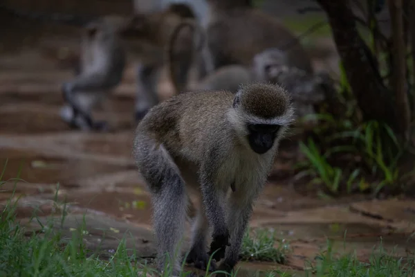 Schamlose Affenbande Einem Hotel Kenia Monbasa Uralte Affen Der Welt — Stockfoto