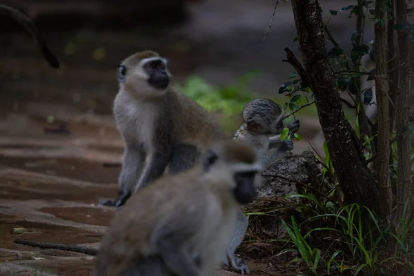 Schamlose Bande Von Affen Hotel Kenia Monbasa Alte Affen Der — Stockfoto