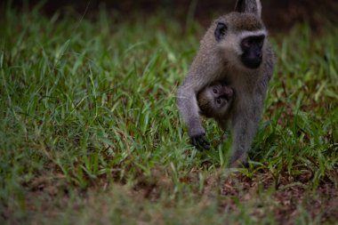 Kenya Monbasa 'daki oteldeki utanmaz maymun çetesi. Dünyanın antik maymunları, Chlorocebus cinsinin kuru maymunları, vervete maymunları, yağmurlu bir günde otelden ayrılan bebekler..