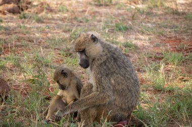 Kenya Monbasa 'daki oteldeki utanmaz maymun çetesi. Dünyanın antik maymunları, Chlorocebus cinsinin kuru maymunları, vervete maymunları, yağmurlu bir günde otelden ayrılan bebekler..