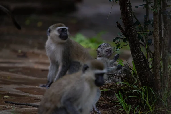 Szégyentelen Majmok Egy Kenyai Hotelben Világ Ősi Majmai Chlorocebus Nemhez — Stock Fotó