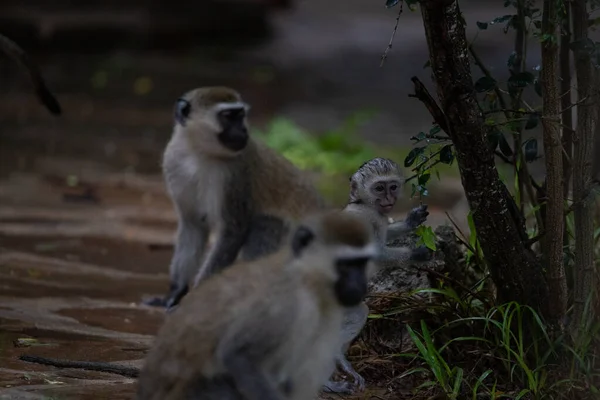 Shameless Gang Monkeys Hotel Kenya Monbasa Ancient Monkeys World Dry — Stock Photo, Image