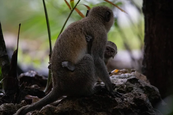 바하의 호텔에 원숭이 무리들 세상의 원숭이들 원숭이 Chlorocebus 원숭이들 비오는 — 스톡 사진