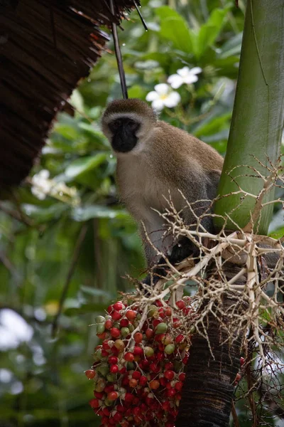 Kenya Monbasa Daki Oteldeki Utanmaz Maymun Çetesi Dünyanın Antik Maymunları — Stok fotoğraf