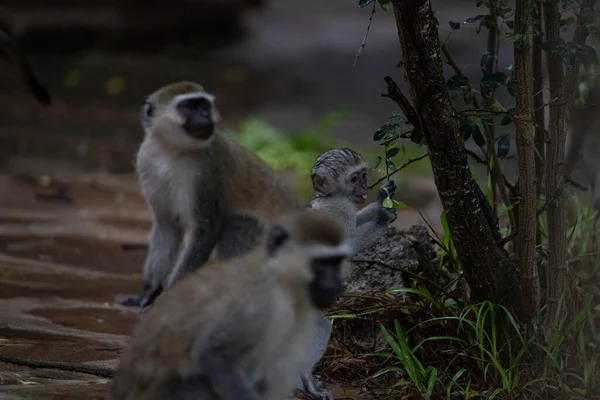 바하의 호텔에 원숭이 무리들 세상의 원숭이들 원숭이 Chlorocebus 원숭이들 비오는 — 스톡 사진