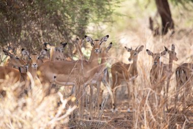 Sabahın erken saatlerinde bir ceylan sürüsü, Kenya Afrika 'da bir safaride çekilmiş bir milli parktaki savanı hışırdatır.