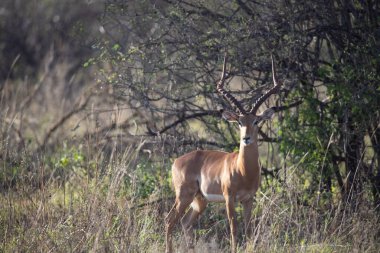 Sabahın erken saatlerinde, Kenya Afrika 'daki bir safaride çekilmiş bir milli parkta çalı çırpısı hışırdıyor.