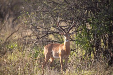 Sabahın erken saatlerinde, Kenya Afrika 'daki bir safaride çekilmiş bir milli parkta çalı çırpısı hışırdıyor.