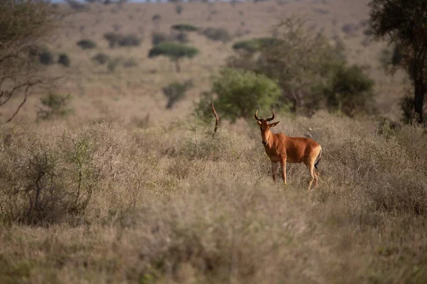 Uma Gazela Matinal Rouba Savana Parque Nacional Fotografado Safári Quênia — Fotografia de Stock
