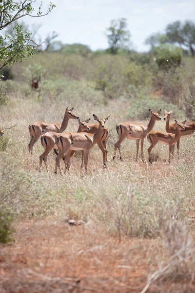 Herd Gazelles Early Morning Rustles Savannah National Park Photographed Safari — Stock Photo, Image