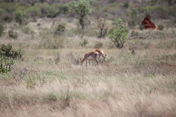 Herd Gazelles Early Morning Rustles Savannah National Park Photographed Safari — Stock Photo, Image